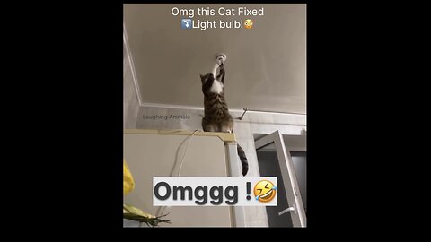 OMG This Cat actually Fixed a Light Bulb