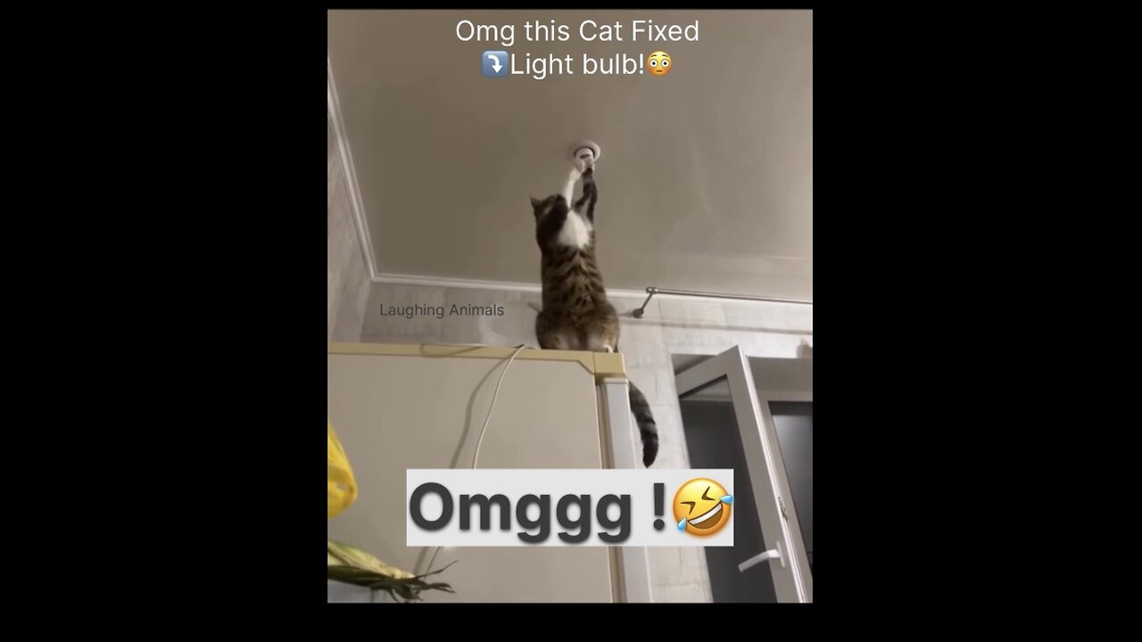 OMG This Cat actually Fixed a Light Bulb