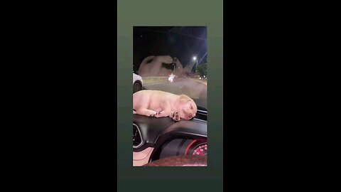 दिल है छोटा सा