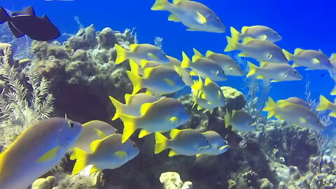 School of Fish in Deep Blue Water