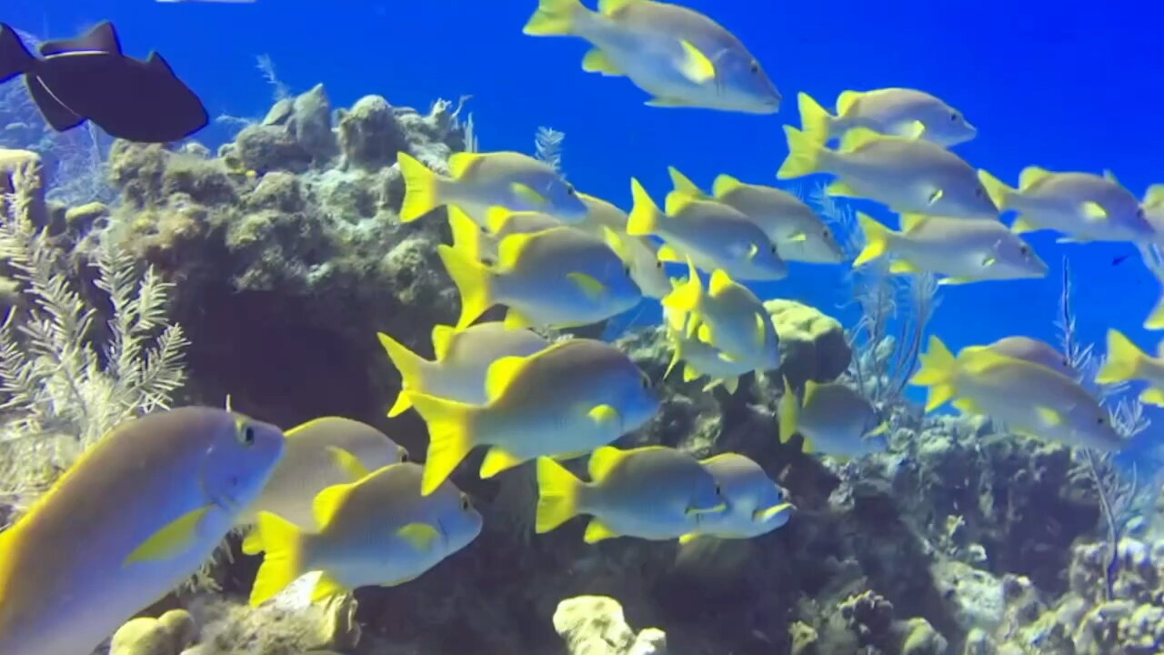 School of Fish in Deep Blue Water