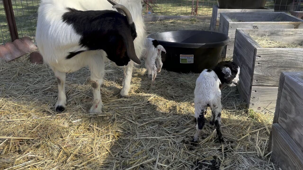 Meet the new twins!!!