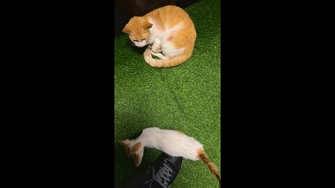 Mom cat and her kitten… #catsofBGC