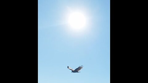 🦅 Crystal Ball - Styx 🦅
