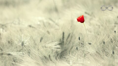 Calm Serenity Music: 2 Hours of Soft, Melodic, Relaxing Music 🎹 Non-AI Music