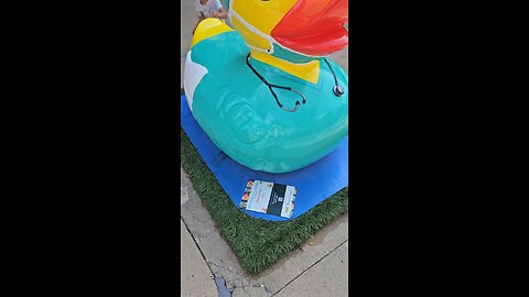 Naperville Ducks 6
