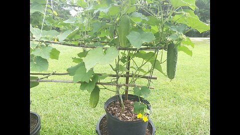 Cucumber Plants Doing Great After Fertilizing 6/19/25