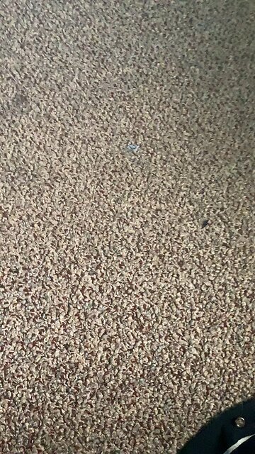 Rapping nonsense about a bear