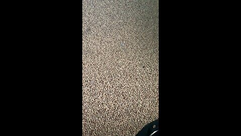 Rapping nonsense about a bear