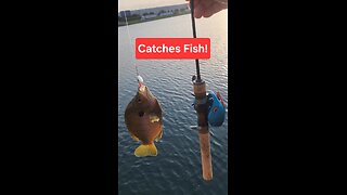 YES, Inline Spinners catch fish #ultralightfishing #bfsfishing #fishing