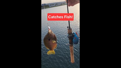 YES, Inline Spinners catch fish #ultralightfishing #bfsfishing #fishing
