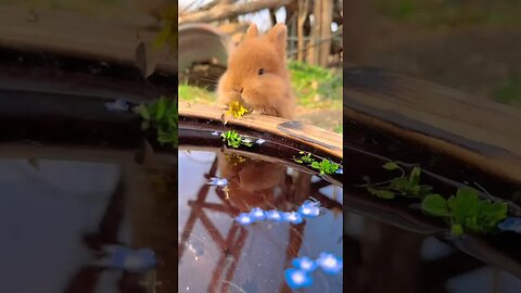 Flowers in the mirror and rabbits in the water. Cute pet debut plan. Rabbit. Rural cute pets.