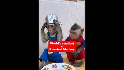 Trick by World's Smallest & Smartest Monkey