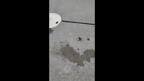 That's a good spider