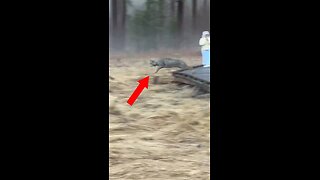 Pegados a sus teléfonos, no se percatan de un peligro a pocos metros