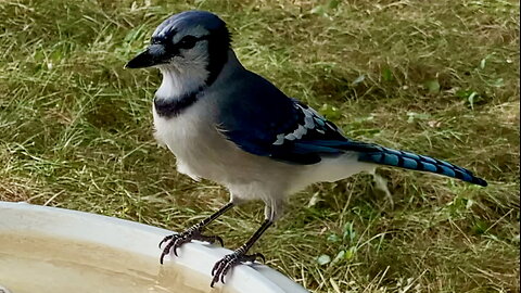 Blue Jay Lands and Drinks Water