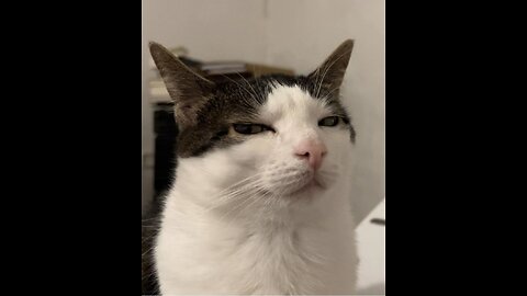 cute cat