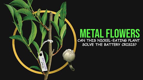 This Nickel-Eating Plant Could Solve the EV Battery Crisis