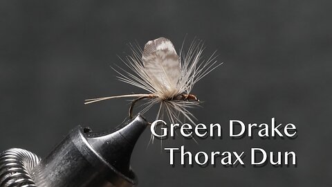 Green Drake Thorax Dun: a Vincent Marinaro dry fly