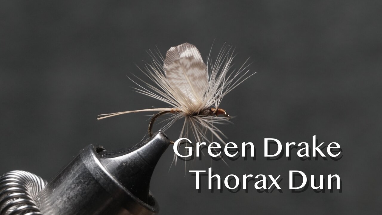 Green Drake Thorax Dun: a Vincent Marinaro dry fly
