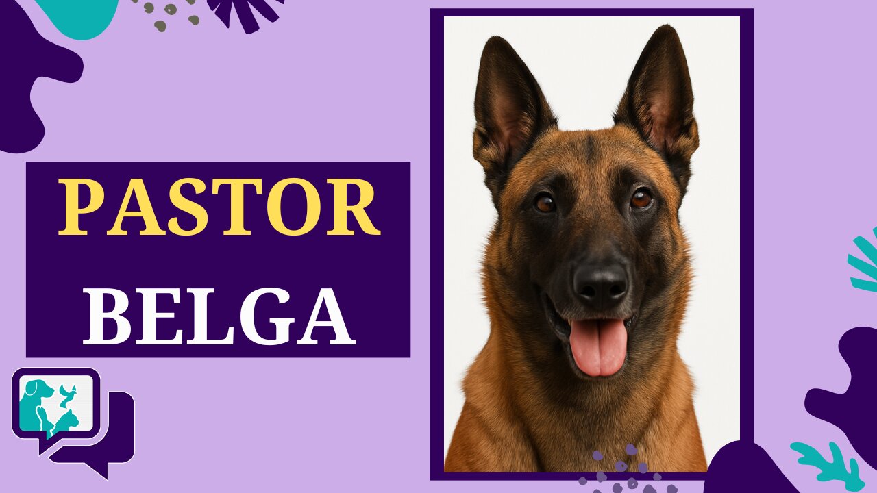 PASTOR BELGA: TUDO SOBRE A RAÇA