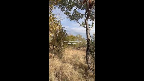 An epic sighting of a leopard 🐆 and her two cubs