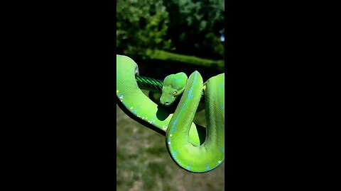 animaltransformation, divine edit shorts, viral, cinematic edit, USA, UK, emotional video, trending