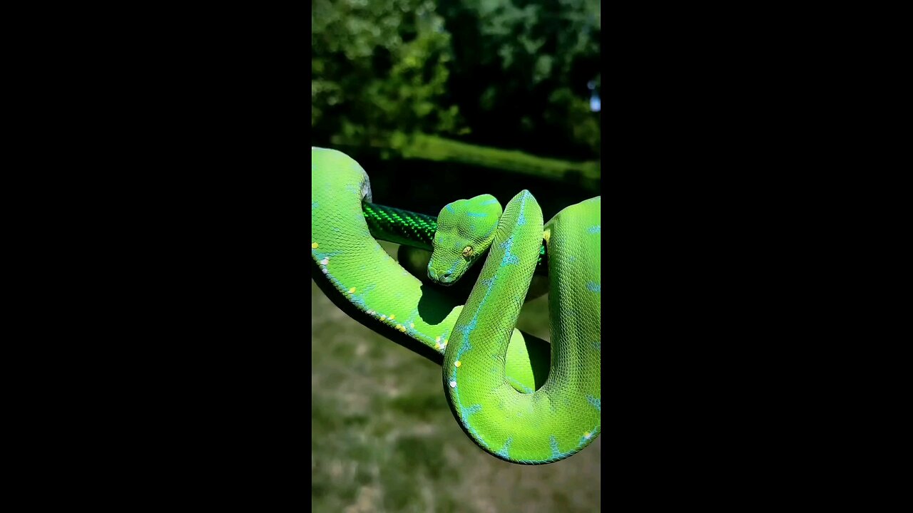 animaltransformation, divine edit shorts, viral, cinematic edit, USA, UK, emotional video, trending
