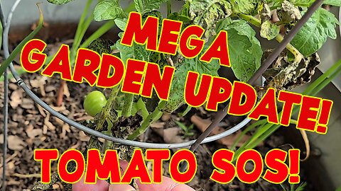 Mega Garden Update - Greenhouse, Seeds, Flowers and One Tomato Crisis #gardening #viral #fyp
