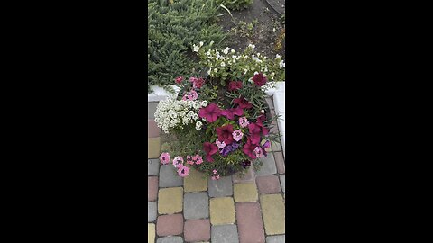 Spring flowers