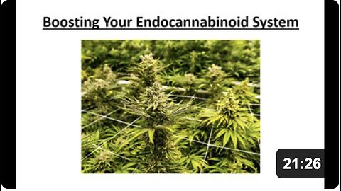 Boosting Your Endocannabinoid System