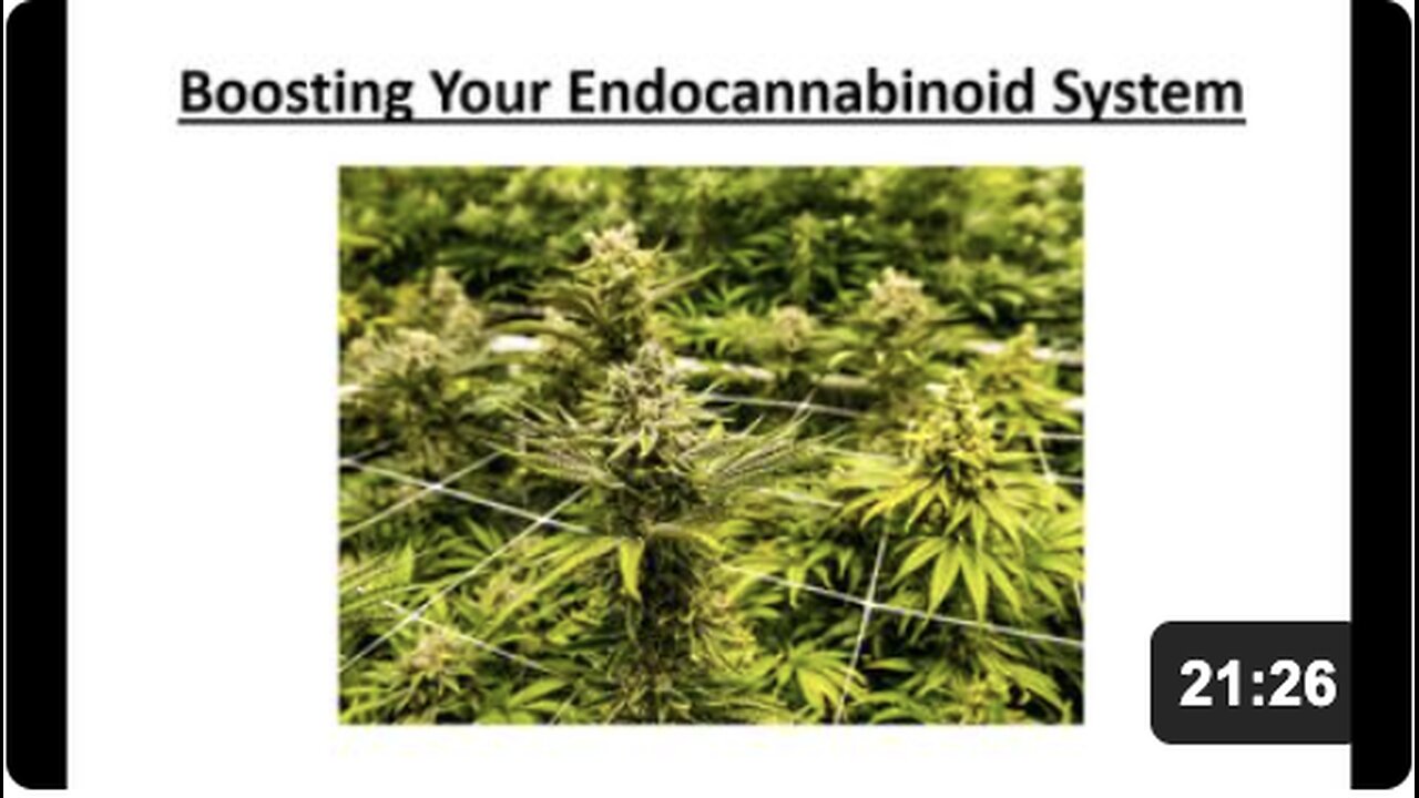 Boosting Your Endocannabinoid System