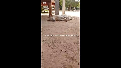 Deadly Predators on the move