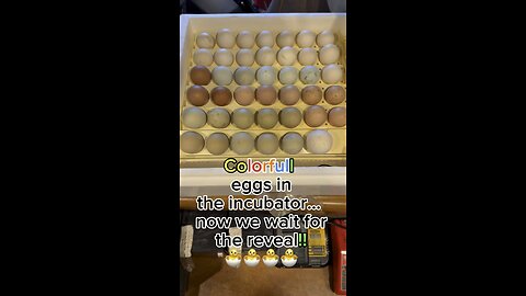 Colorful eggs in the incubator… now we wait for the cutest reveal ever🐣