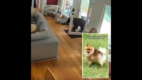 Canada - Winner dog guards the home against a bear.