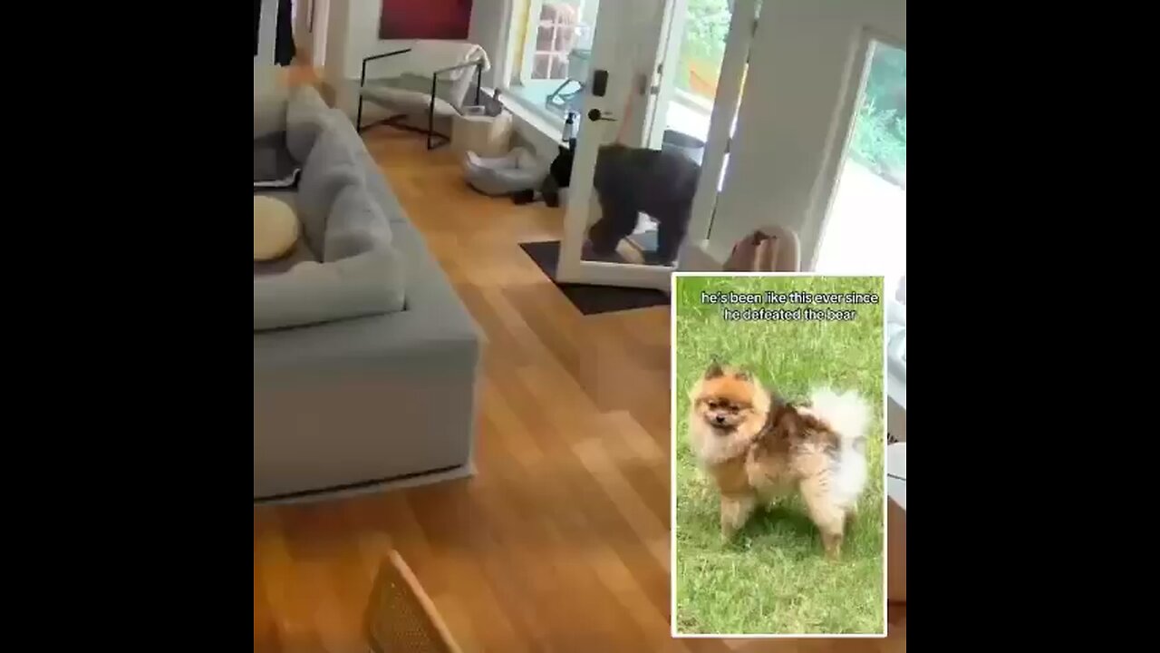 Canada - Winner dog guards the home against a bear.