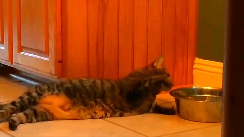 Cats Fun 😹