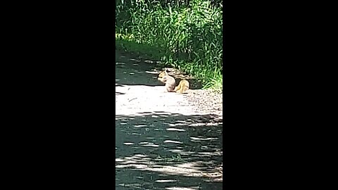 squirrel