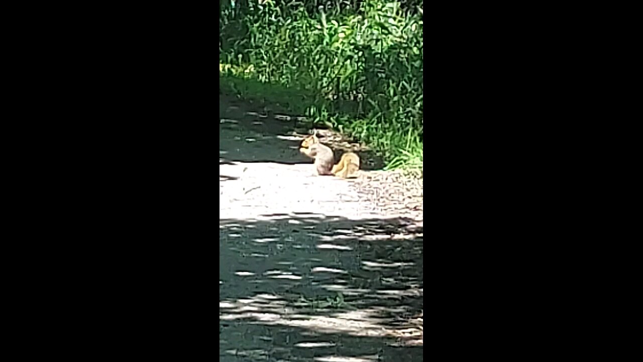 squirrel