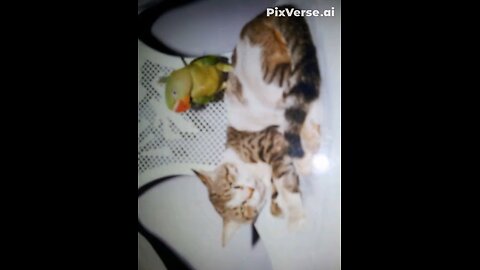 parrot sitting with cat become huge cat