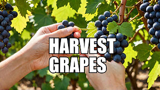 Seasonal Gardening: Tips on Watching Your Grapes Ripen.