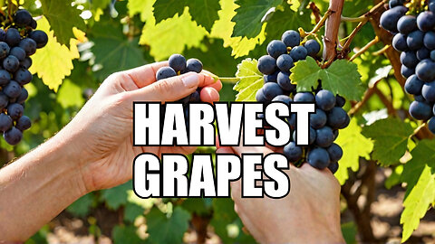 Seasonal Gardening: Tips on Watching Your Grapes Ripen.