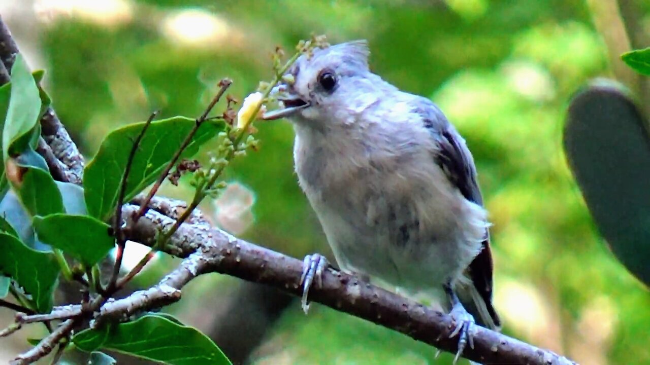 Tufted Titmouse