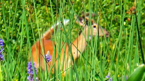 White-tailed deer