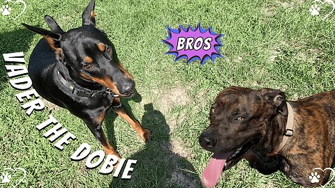 Doggy Playdate 11: Vader & Ryder Burn Off That Morning Energy 🐾🐕☀️ | Doberman Fun