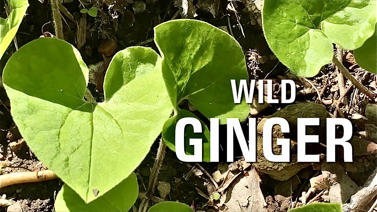 Wild Ginger