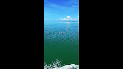 Livestream Highlight | Loggerhead Sea Turtle!