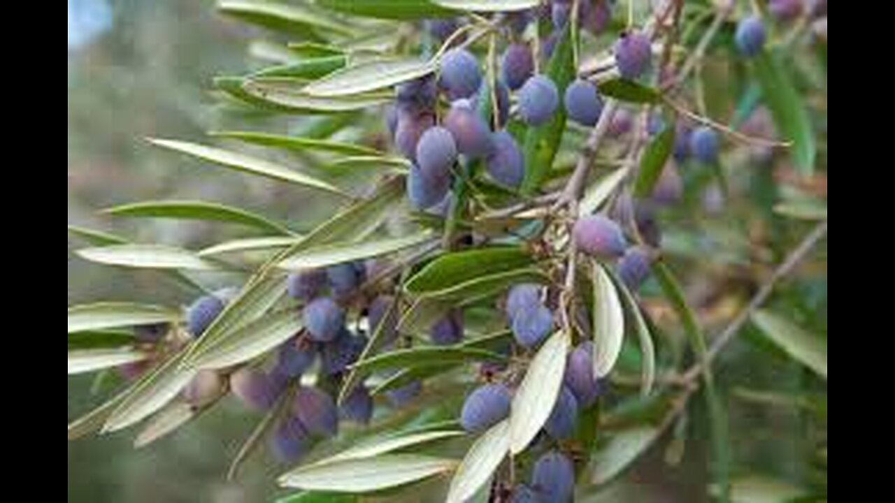 Romans 11:1-36 The grafting of the wild olive branch onto the tree of Israel.