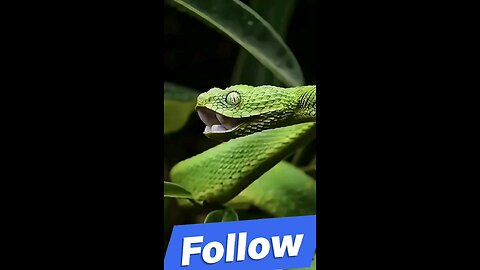 #treading #animals #funny USA #usaviral #memes #shorts #UK #snake #fish #NatureDiscovery #tiktok