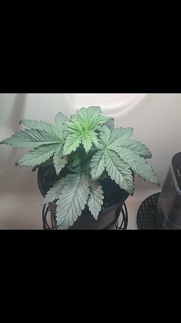 Fruity pebbles week 3 day 5